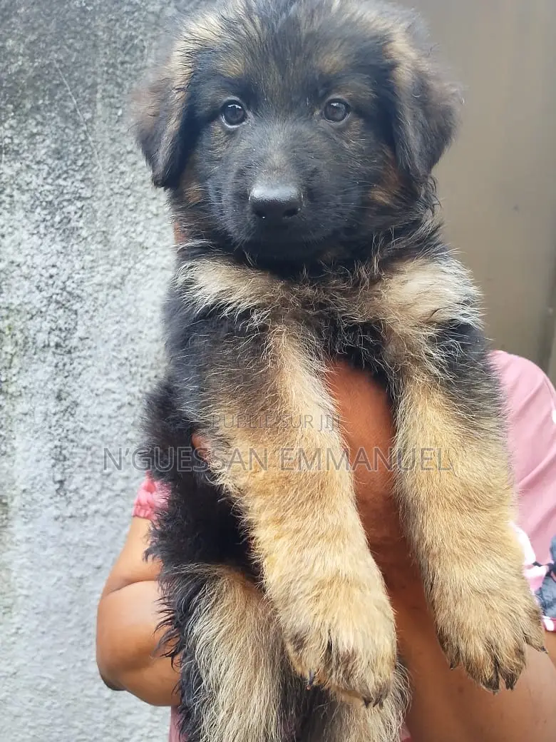 1-3 mois Homme Pure race Belgian Sheepdog