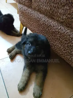 1-3 mois Homme Pure race Belgian Sheepdog