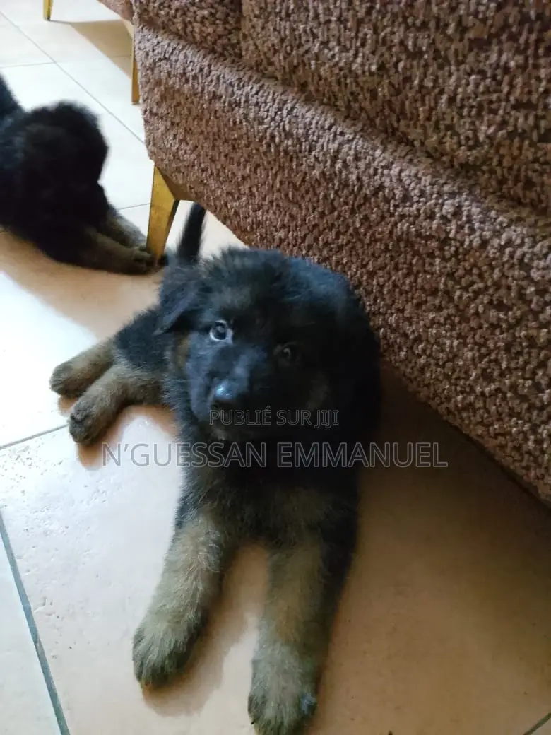 1-3 mois Homme Pure race Belgian Sheepdog
