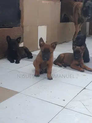 1-3 mois Homme Pure race Belgian Sheepdog