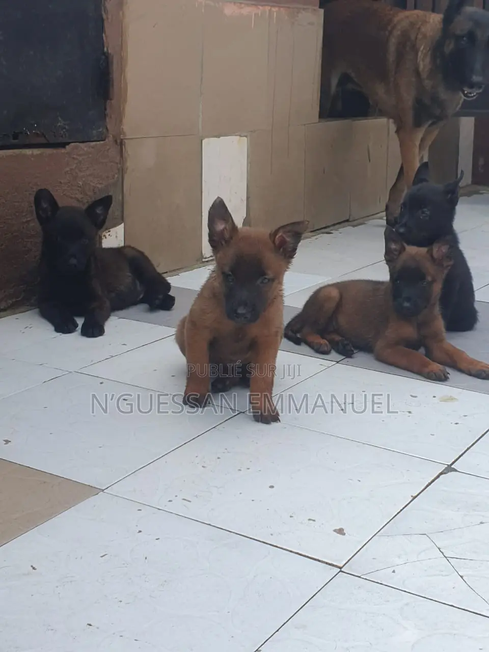 1-3 mois Homme Pure race Belgian Sheepdog