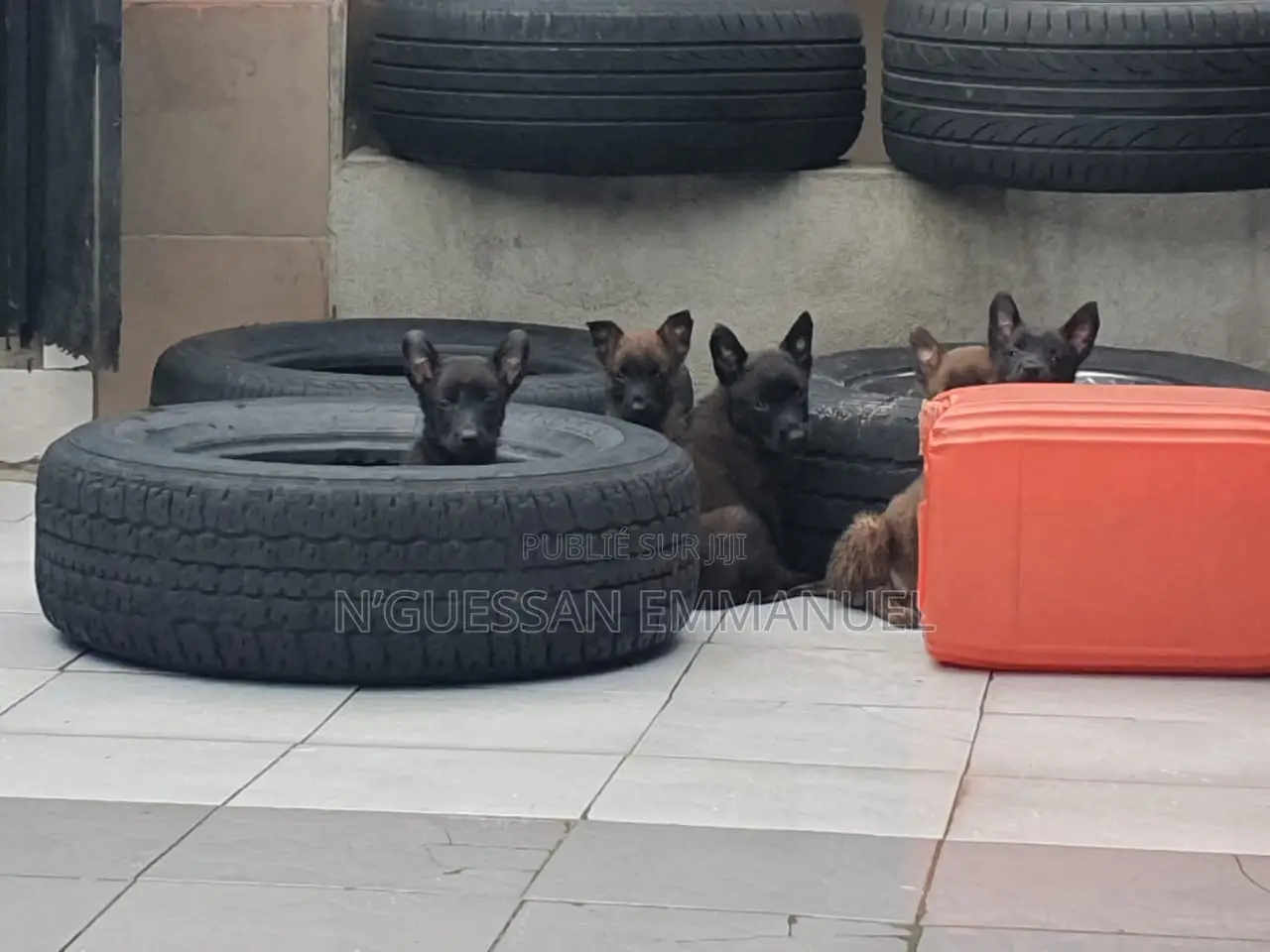 1-3 mois Homme Pure race Belgian Sheepdog