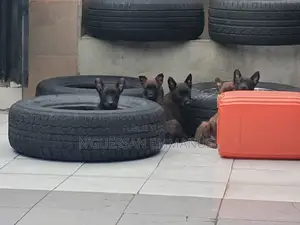 1-3 mois Homme Pure race Belgian Sheepdog