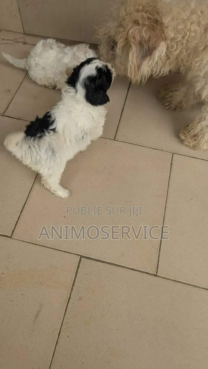 1-3 mois Femme Pure race Maltipoo
