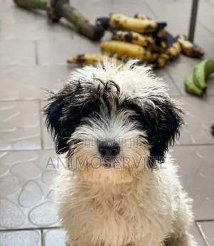 1-3 mois Femme Pure race Maltipoo