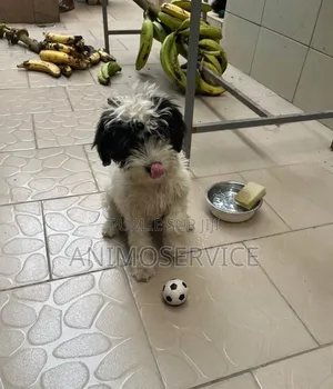 1-3 mois Femme Pure race Maltipoo