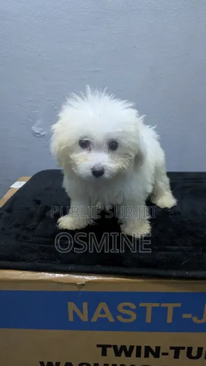 1-3 mois Homme Pure race Bichon Frise