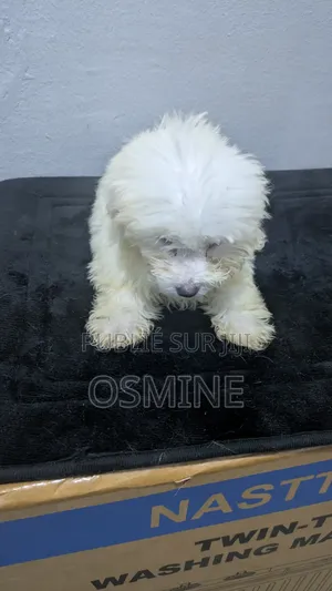 1-3 mois Homme Pure race Bichon Frise