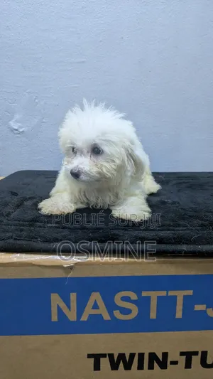 1-3 mois Homme Pure race Bichon Frise