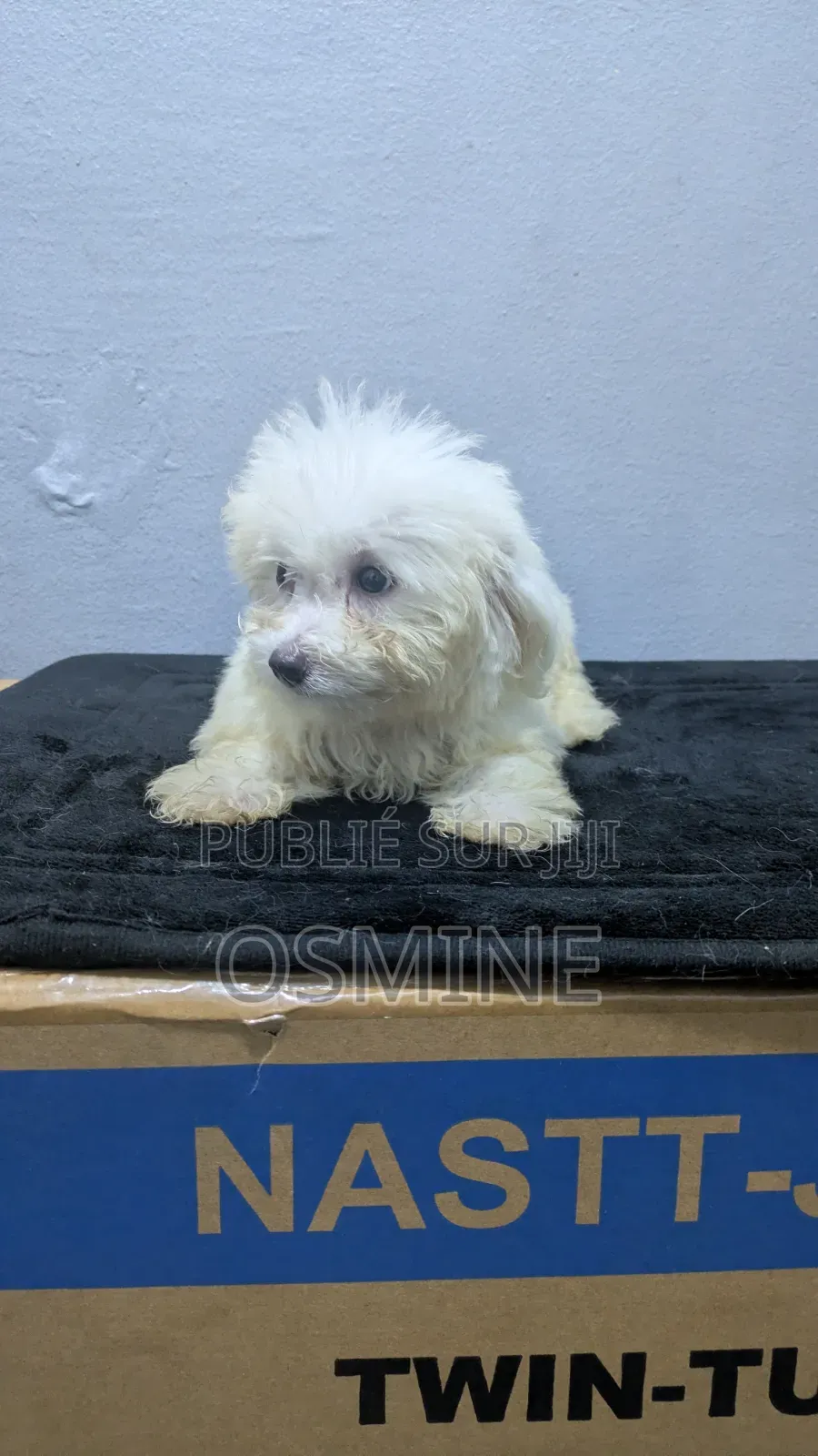 1-3 mois Homme Pure race Bichon Frise