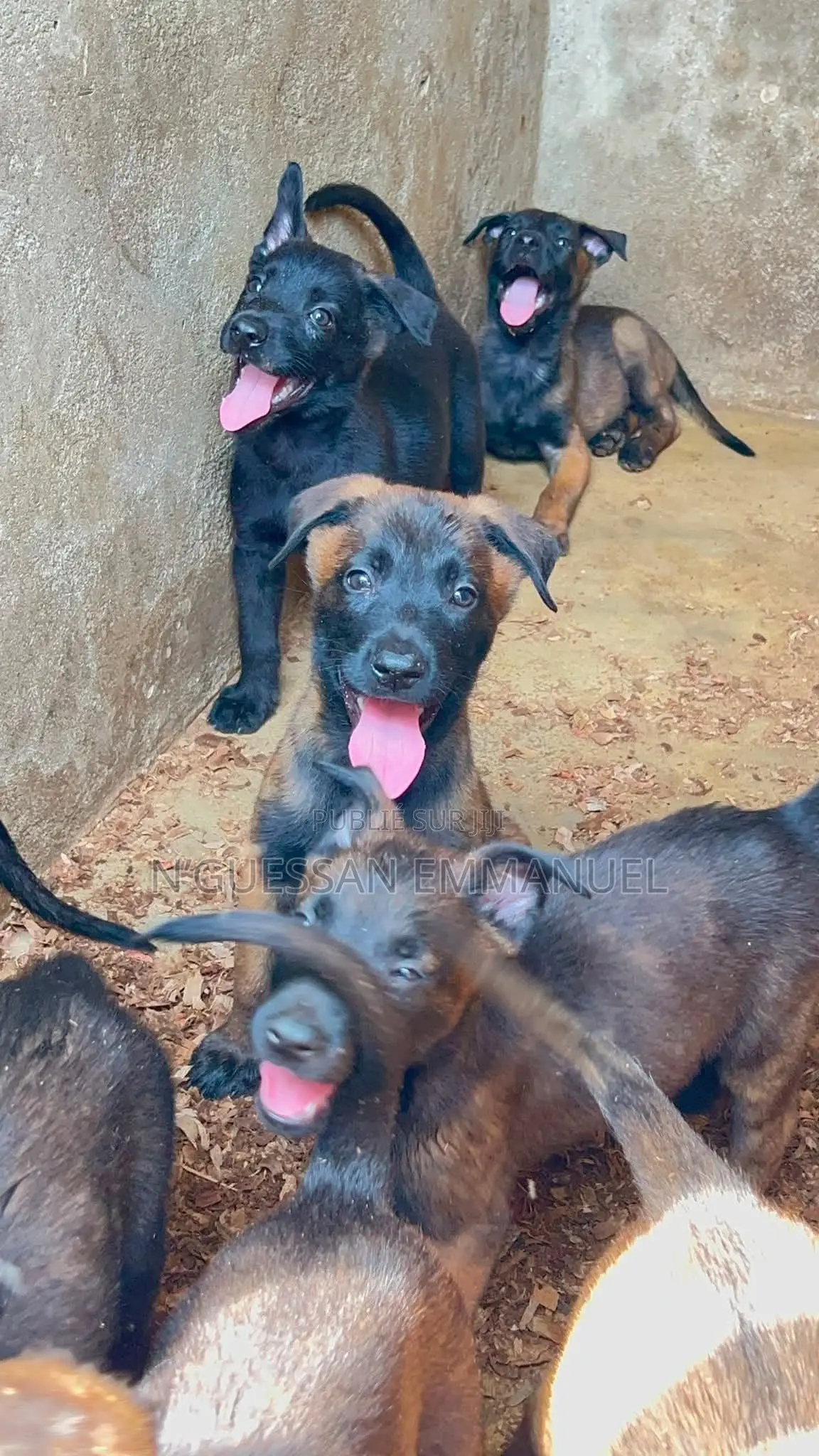 1-3 mois Homme Pure race Belgian Malinois