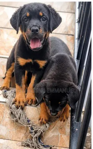 1-3 mois Homme Pure race Rottweiler
