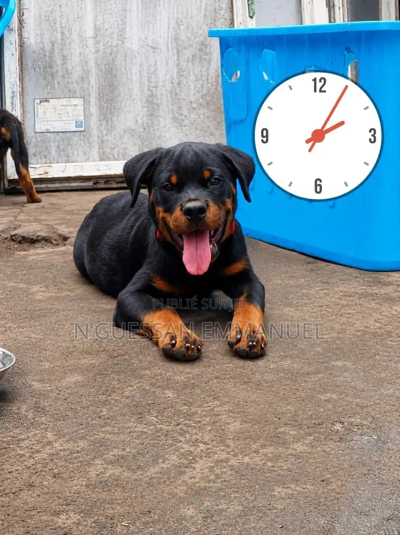 1-3 mois Homme Pure race Rottweiler