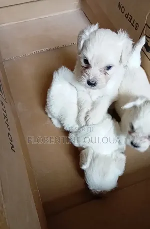1-3 mois Femme Pure race Bichon Frise