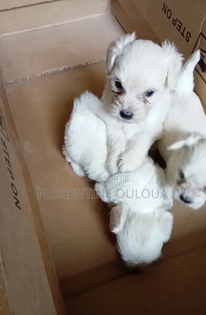 1-3 mois Femme Pure race Bichon Frise