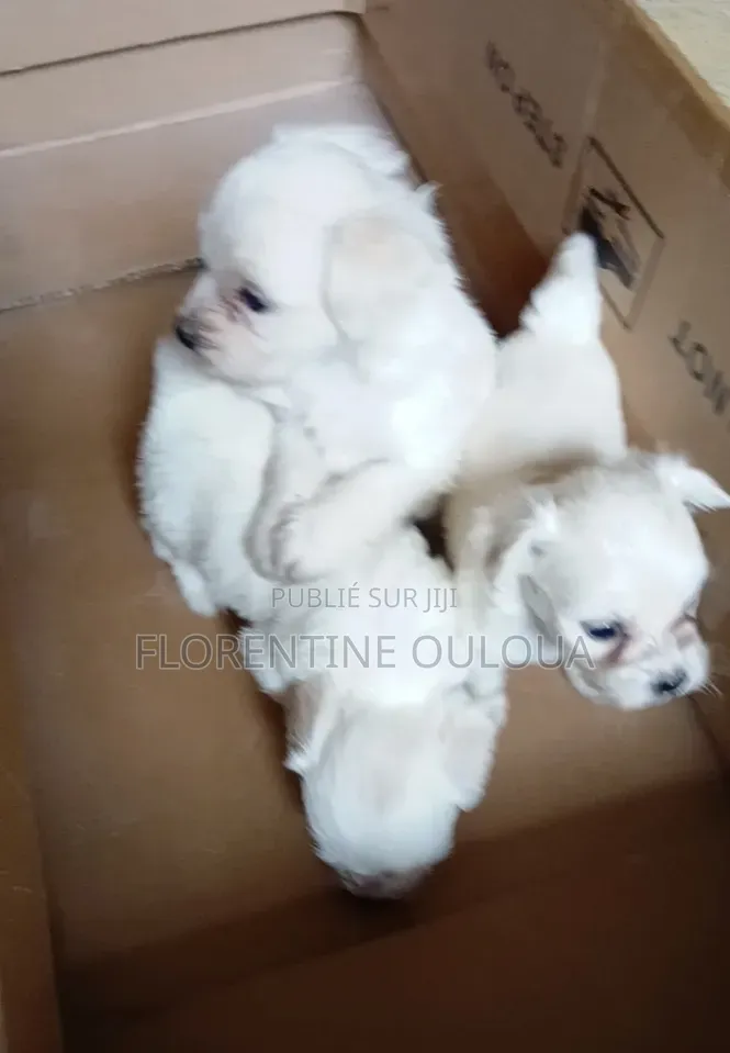 1-3 mois Femme Pure race Bichon Frise