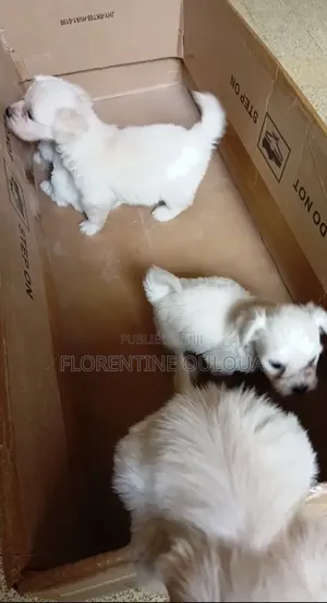 1-3 mois Femme Pure race Bichon Frise