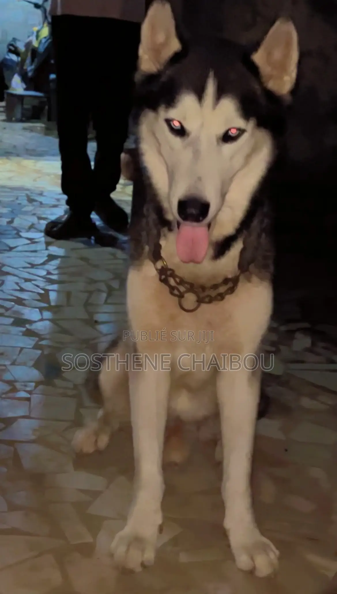 Plus d’un an Homme Pure race Siberian Husky