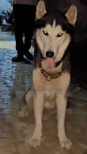 Plus d’un an Homme Pure race Siberian Husky
