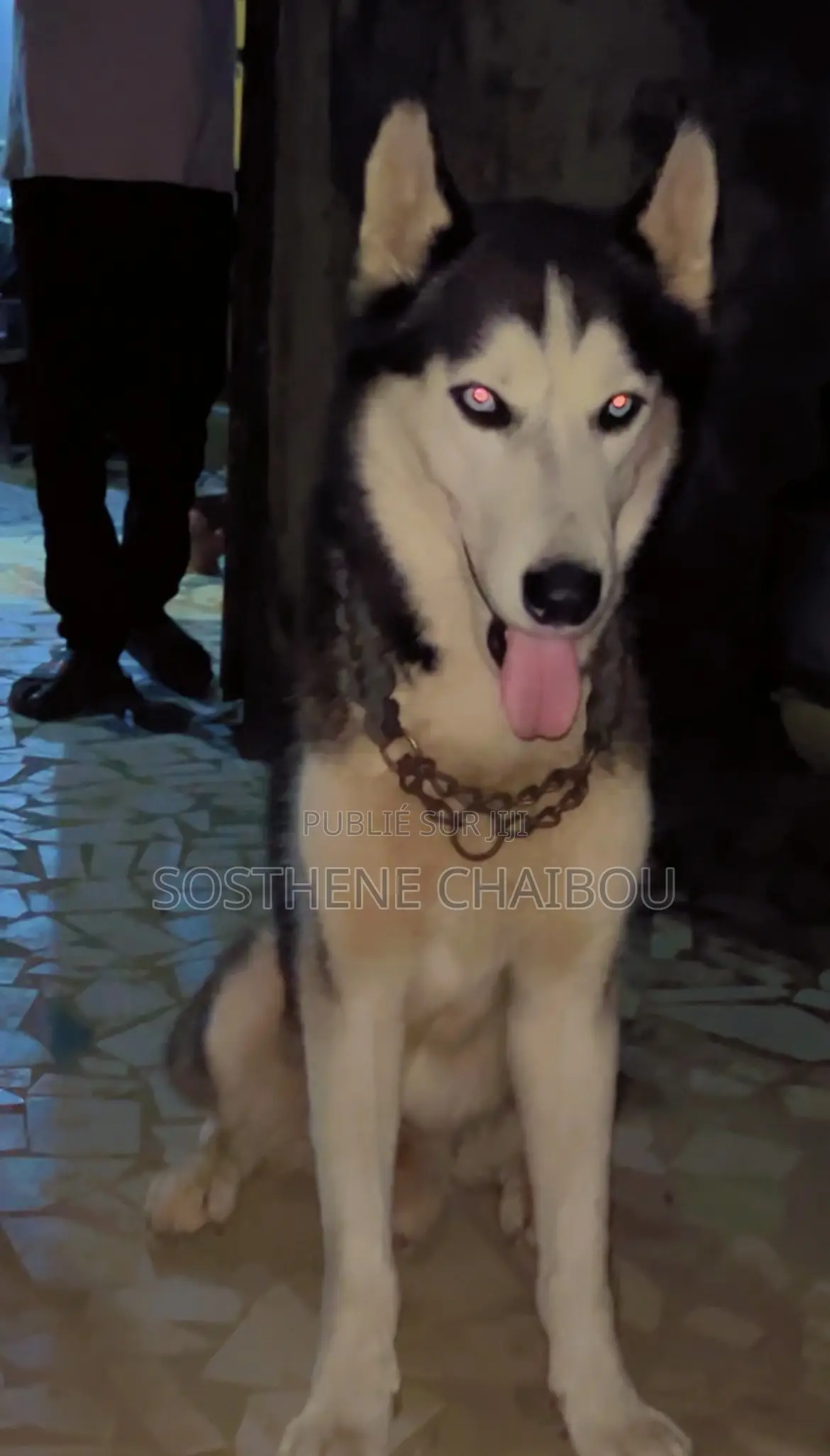 Plus d’un an Homme Pure race Siberian Husky