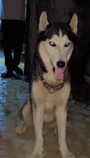 Plus d’un an Homme Pure race Siberian Husky