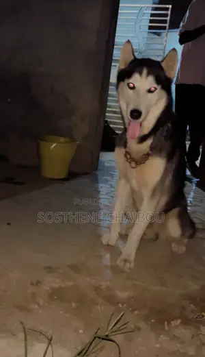Plus d’un an Homme Pure race Siberian Husky