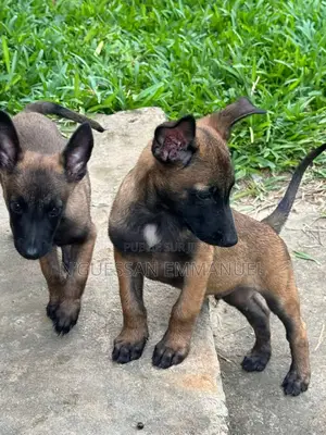 1-3 mois Homme Pure race Belgian Malinois