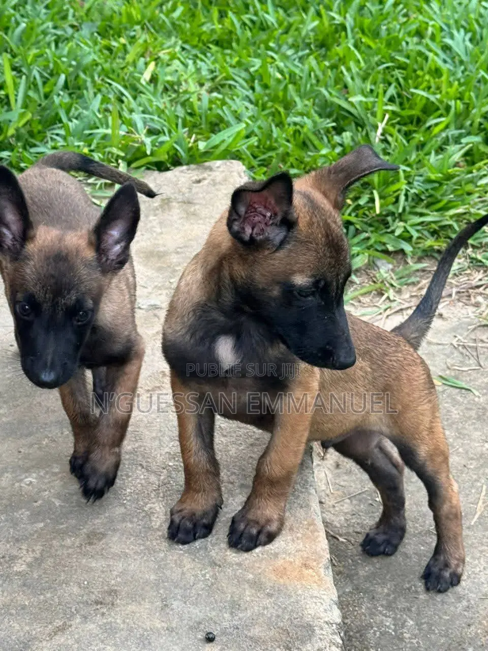1-3 mois Homme Pure race Belgian Malinois