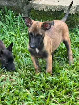 1-3 mois Homme Pure race Belgian Malinois