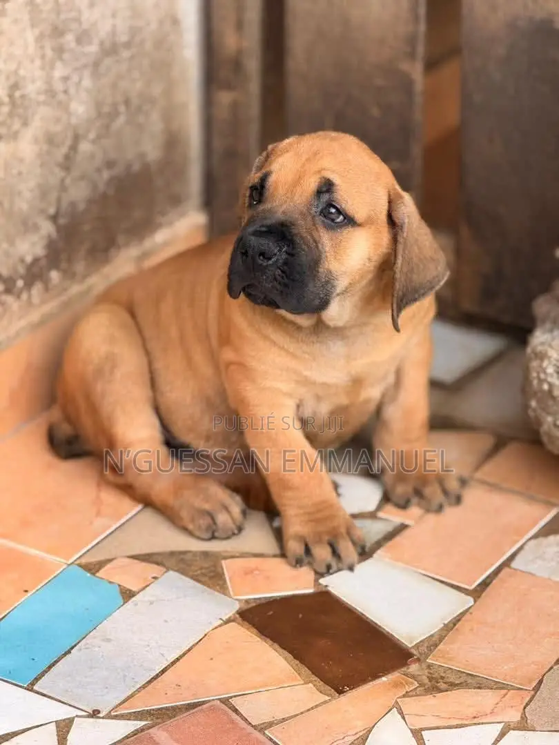 1-3 mois Homme Pure race Boerboel