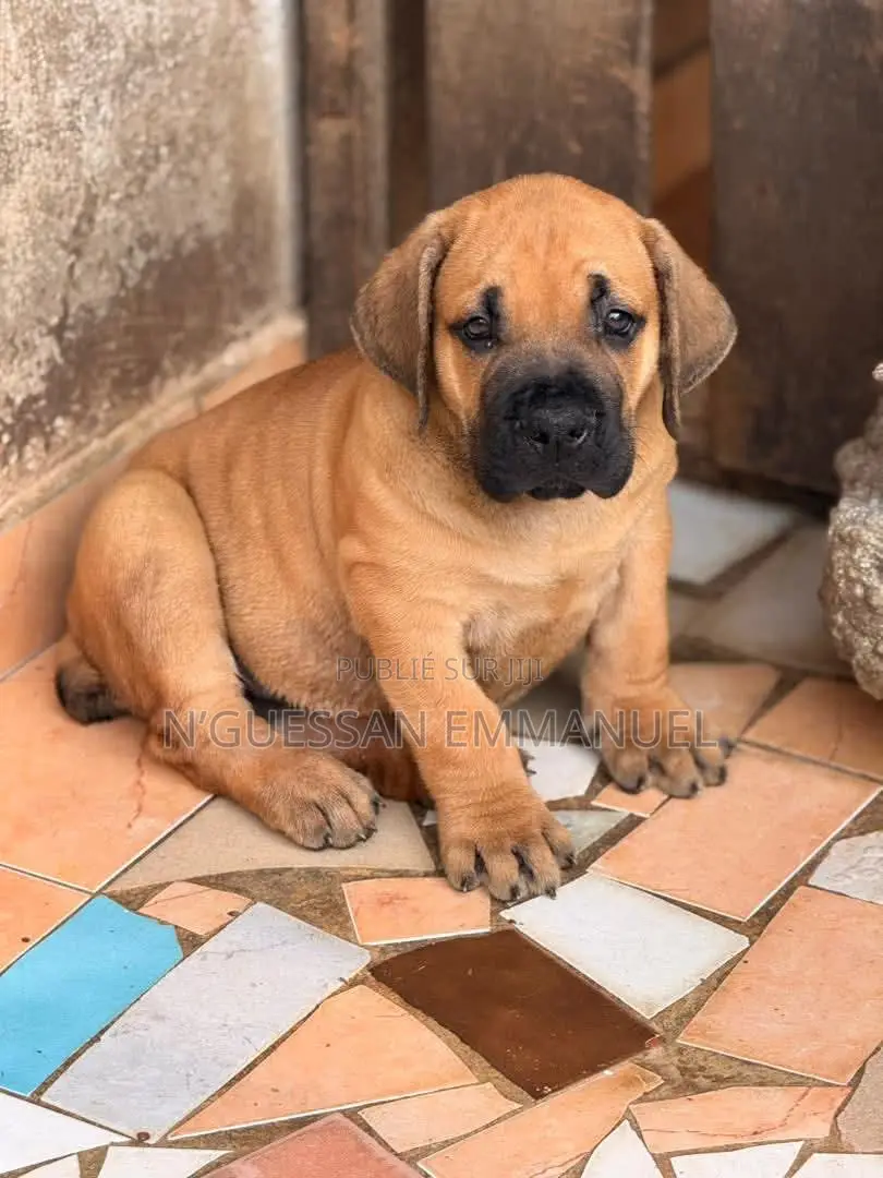 1-3 mois Homme Pure race Boerboel
