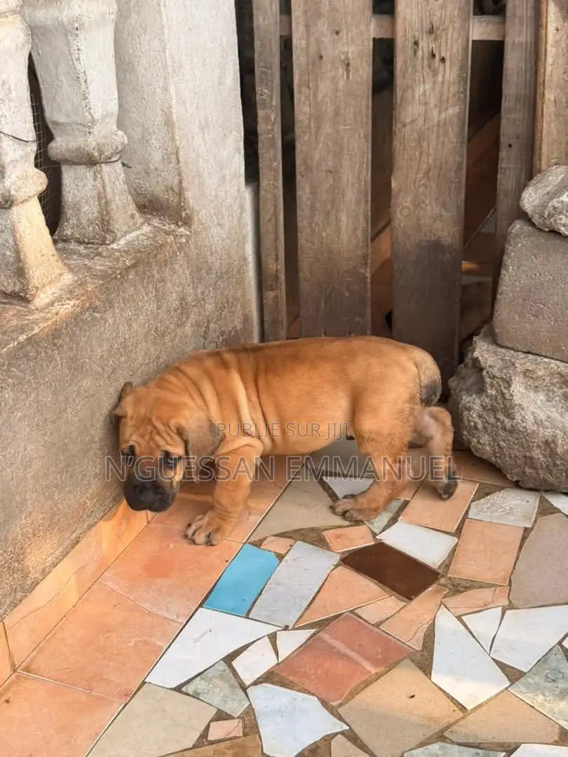 1-3 mois Homme Pure race Boerboel
