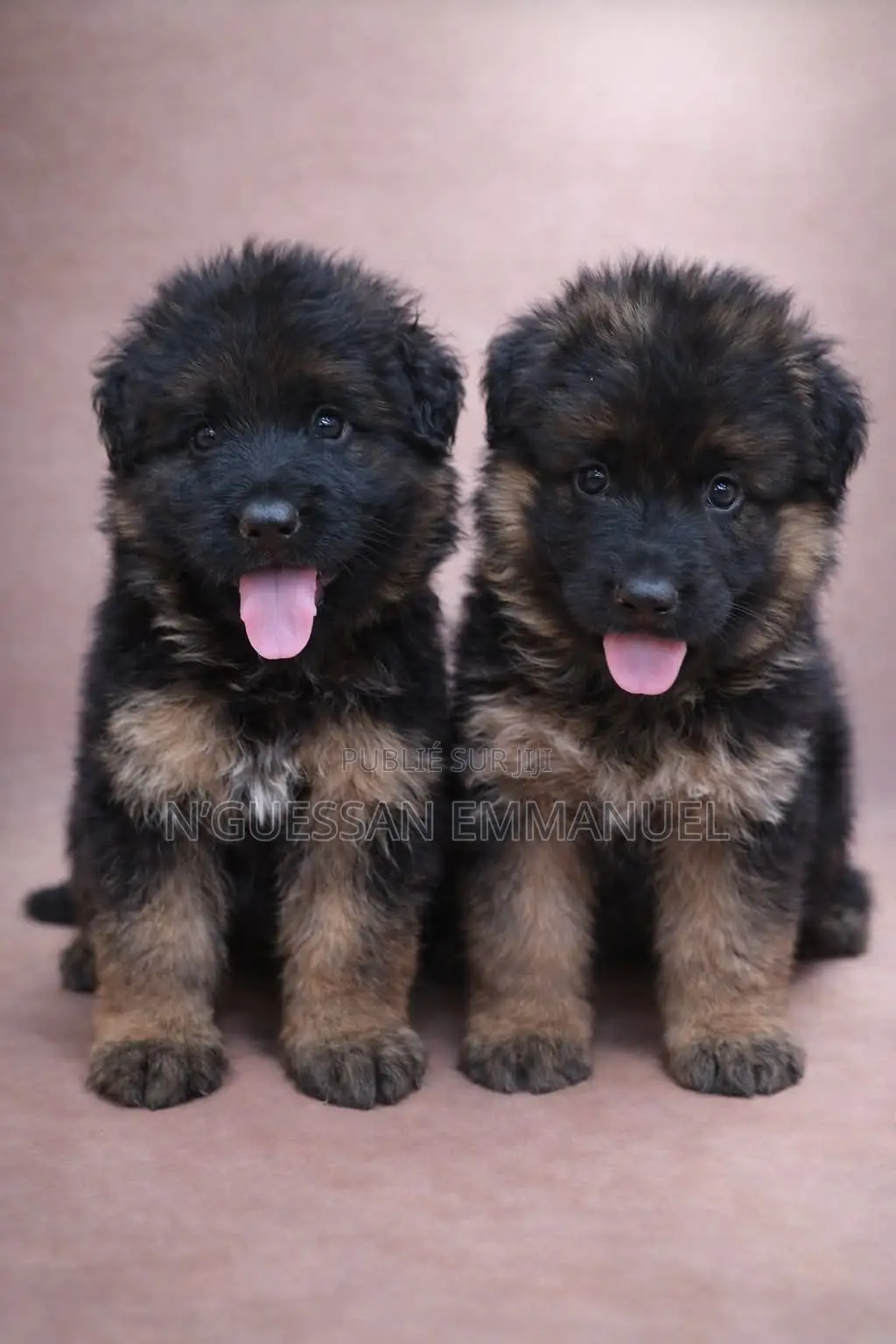 1-3 mois Homme Pure race Belgian Sheepdog