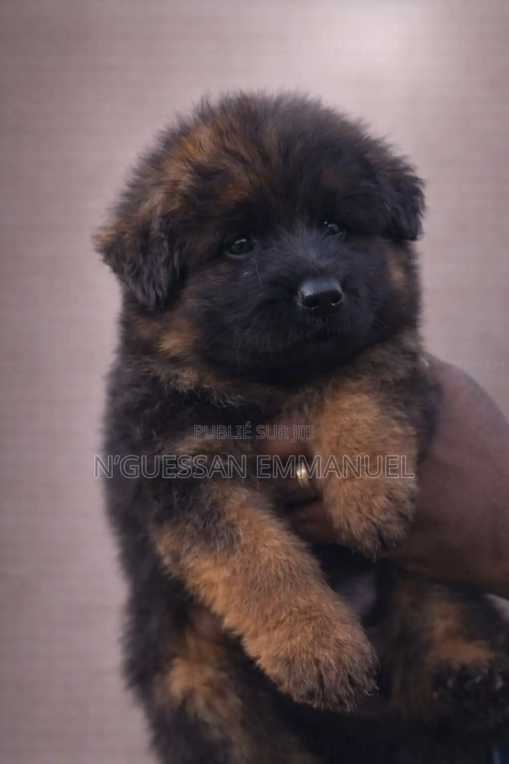 1-3 mois Homme Pure race Belgian Sheepdog