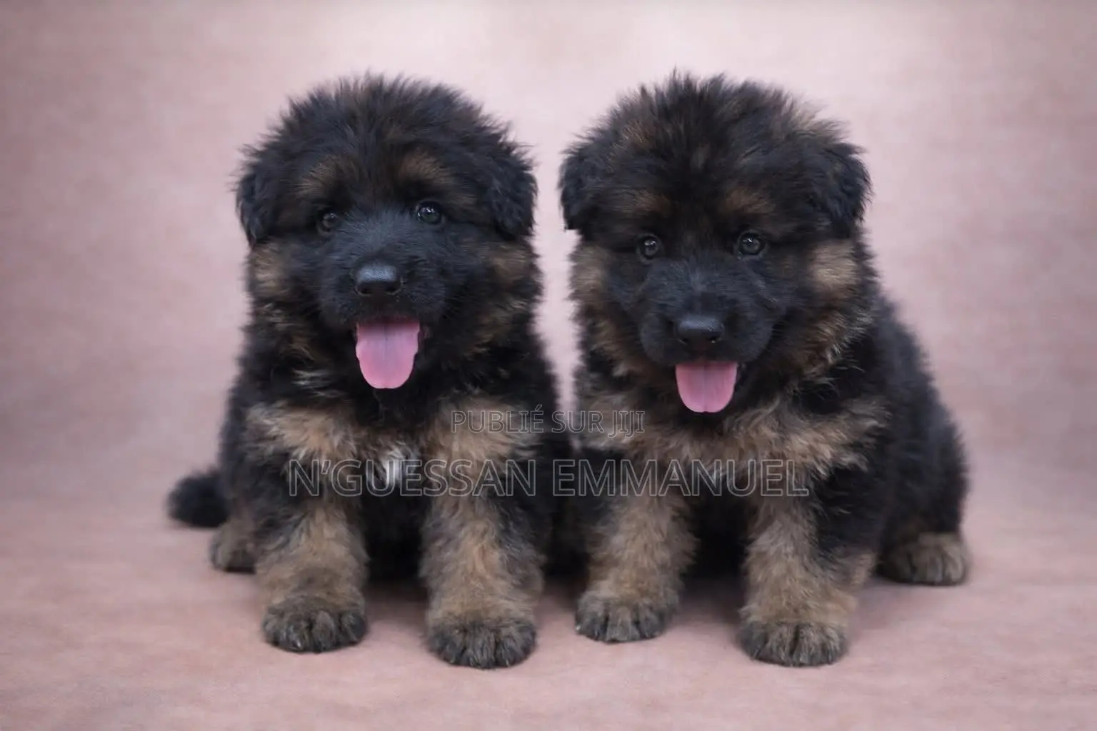 1-3 mois Homme Pure race Belgian Sheepdog
