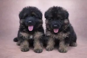 1-3 mois Homme Pure race Belgian Sheepdog