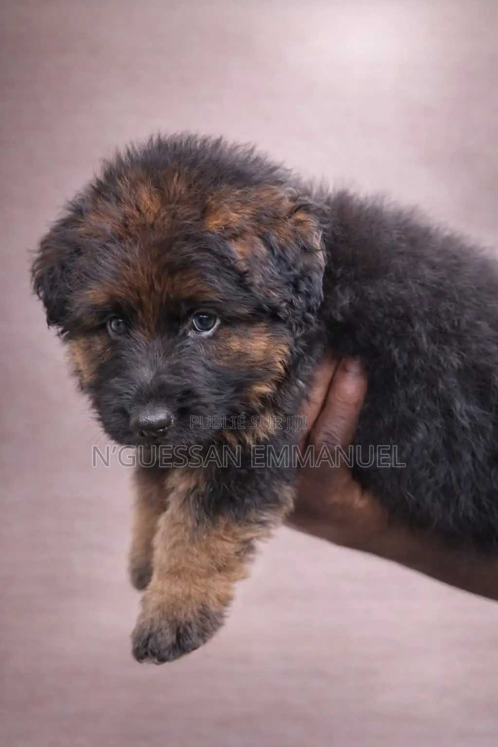 1-3 mois Homme Pure race Belgian Sheepdog