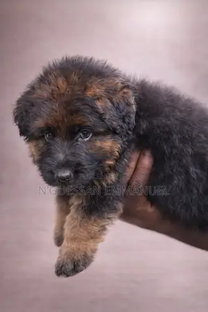 1-3 mois Homme Pure race Belgian Sheepdog