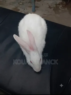 Vendre De Lapins