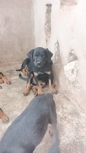 1-3 mois Homme Pure race Rottweiler