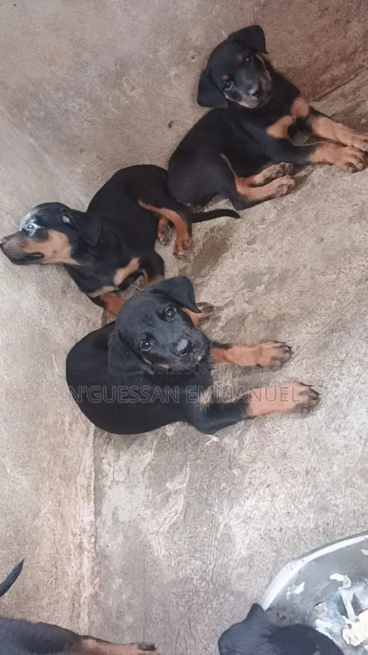 1-3 mois Homme Pure race Rottweiler