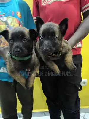 1-3 mois Homme Pure race Belgian Malinois