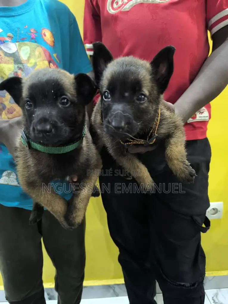1-3 mois Homme Pure race Belgian Malinois