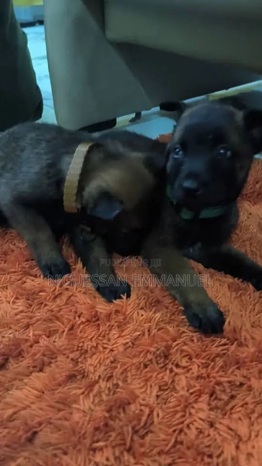 1-3 mois Homme Pure race Belgian Malinois