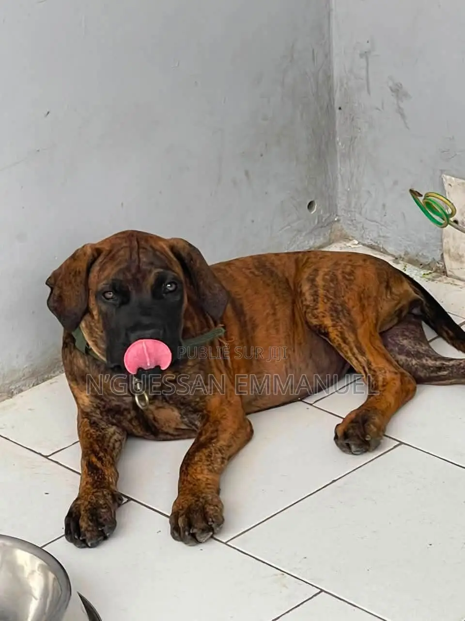 3-6 mois Femme Pure race Boerboel