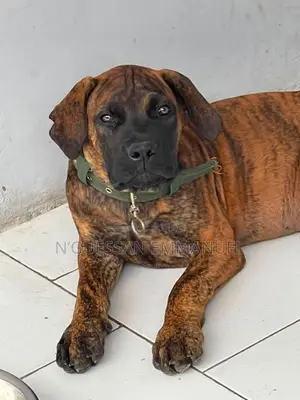 3-6 mois Femme Pure race Boerboel