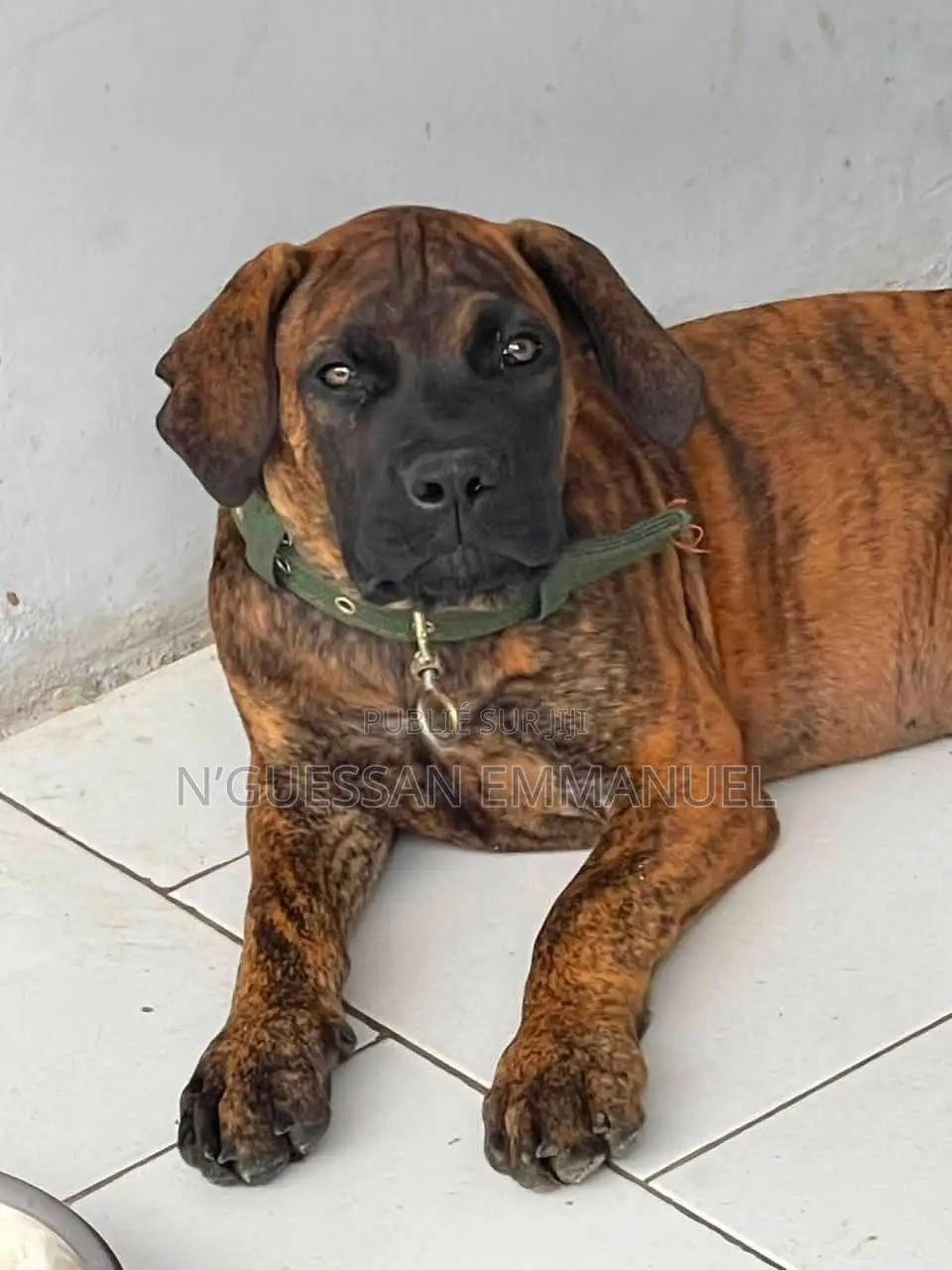 3-6 mois Femme Pure race Boerboel