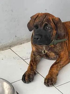 3-6 mois Femme Pure race Boerboel