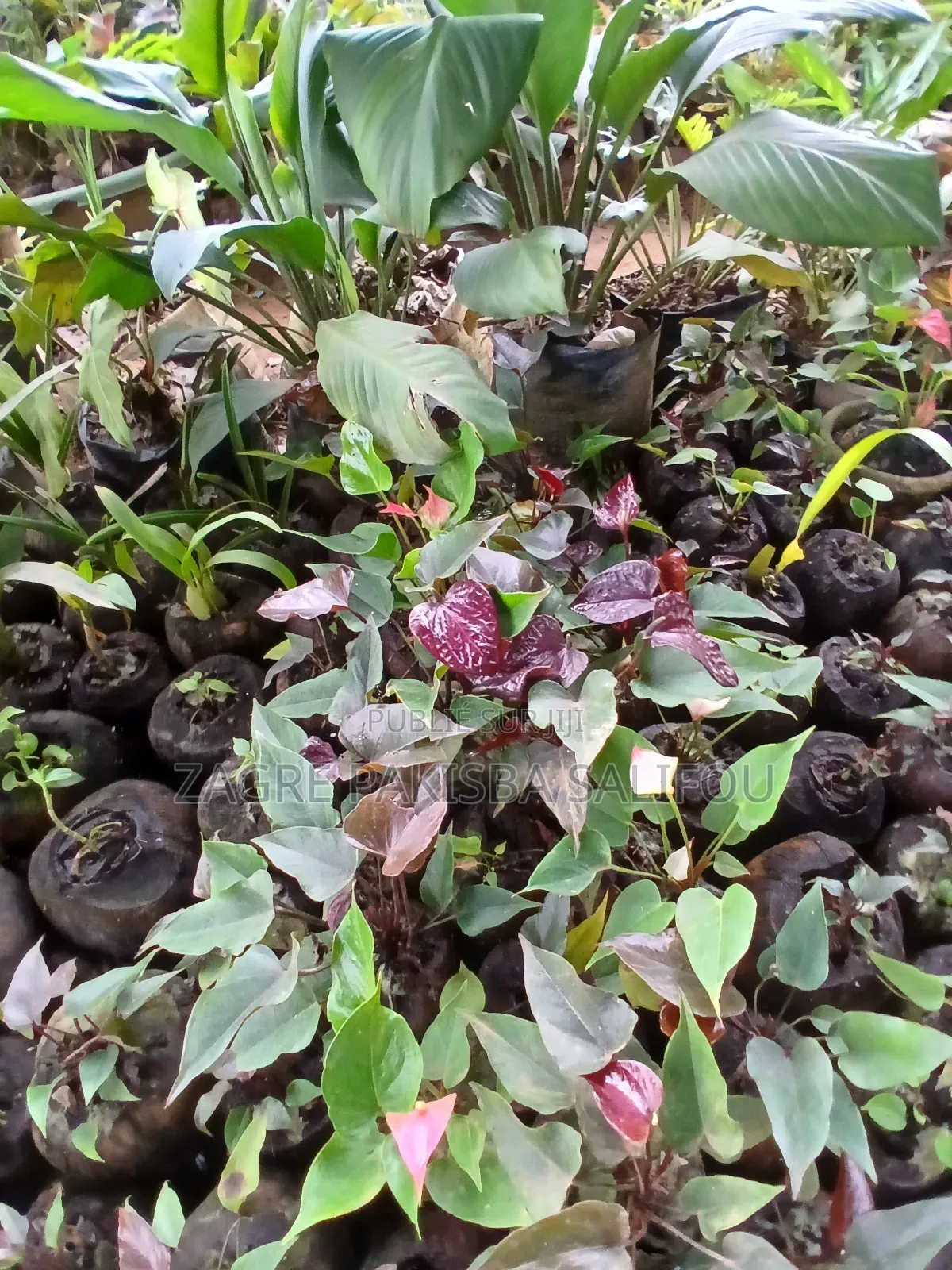 Fleurs Fraîches À Vendre