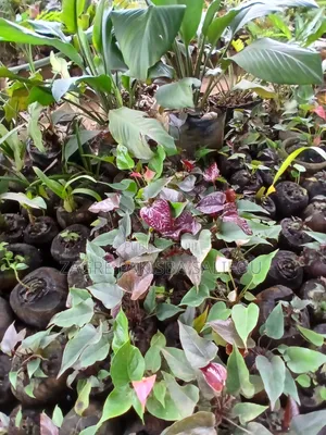 Fleurs Fraîches À Vendre